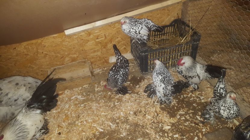 4 - Mii de Flori Alb Bobat Cu Negru