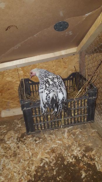 5 - Mii de Flori Alb Bobat Cu Negru