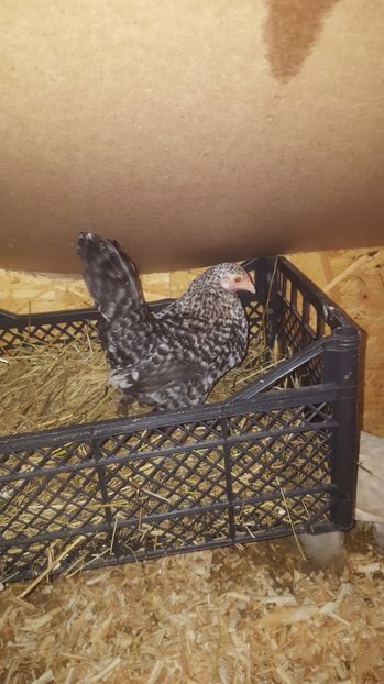 2 - Gaini Pitice Familia 2