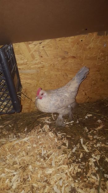 3 - Gaini Pitice Familia 2