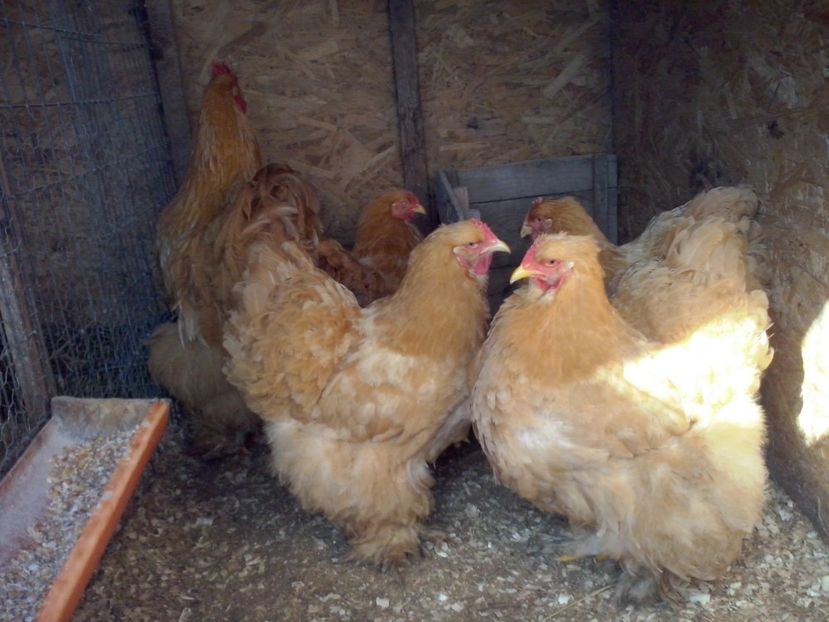 Fam 1 - Cochinchina urias galben 2017