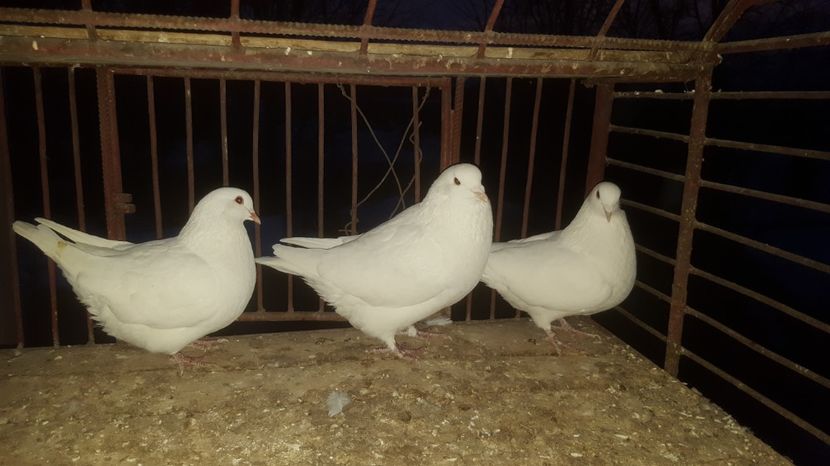 Porumbei texani - 1 De vanzare