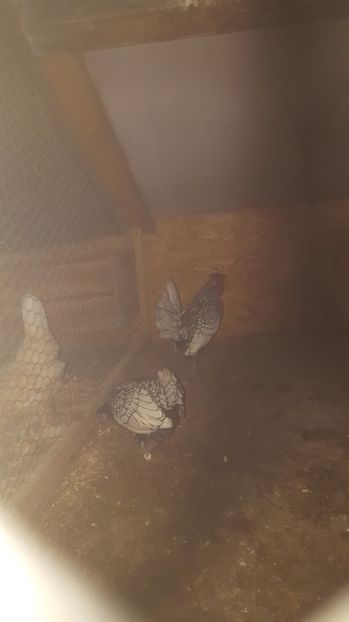 1 - Sebright Argintiu