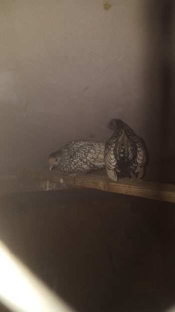 2 - Sebright Argintiu