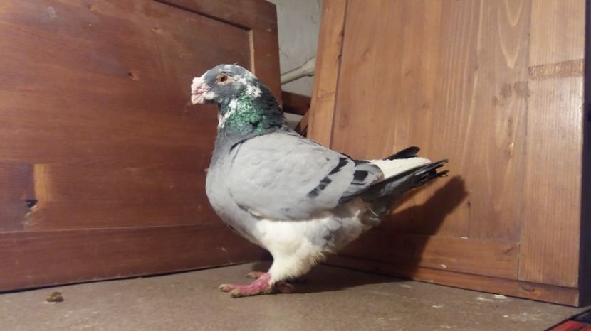 MASC 2011 rezervat - DE VINZARE LOT