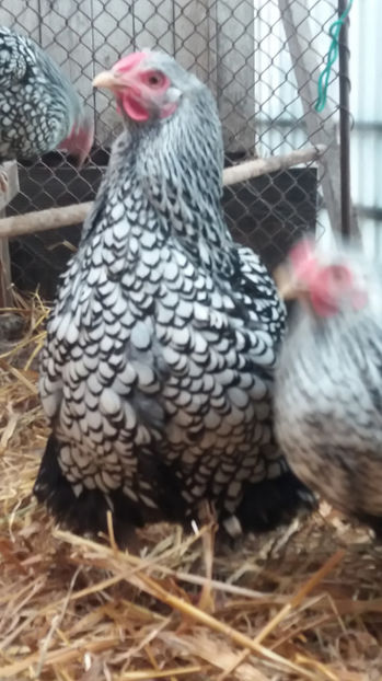  - Wyandotte argintiu matca 2017