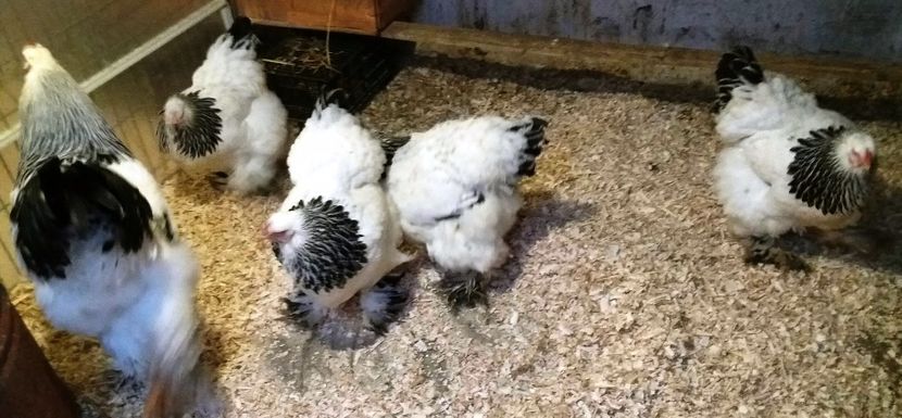  - 2_BRAHMA HD _ FAM 1