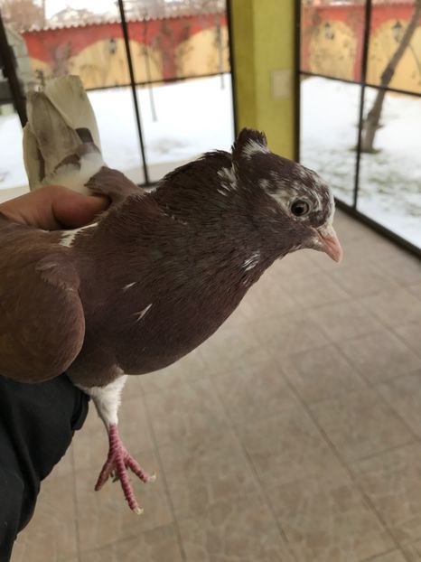  - Ultimele noutati Iraniene