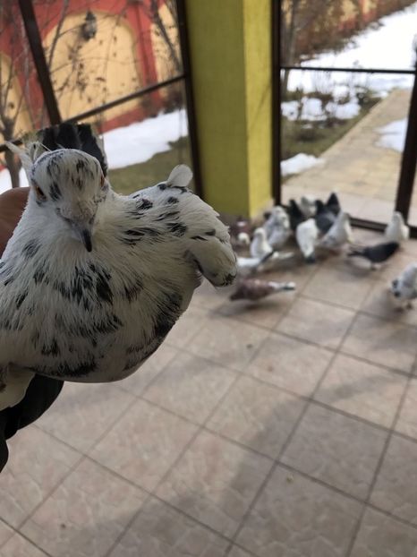  - Ultimele noutati Iraniene