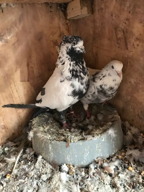 M - Ultimele noutati Iraniene