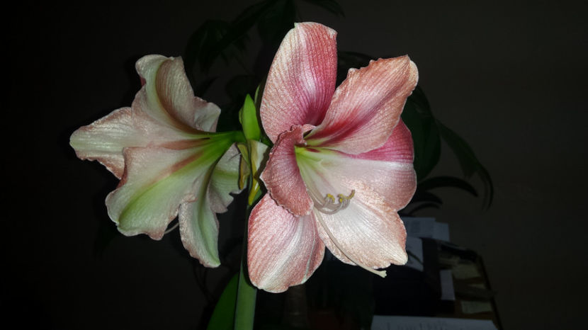 amaryllis roz - crini