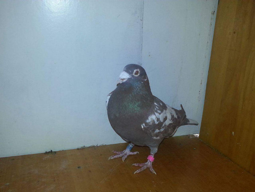 Mascul  2016 80 lei - Porumbei  vinduti