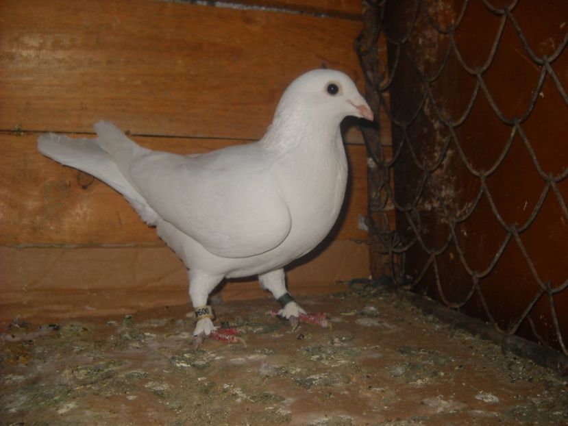 F.2012 -2 - PORUMBEI VANDUTI