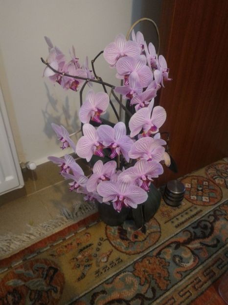 P_20170221_072103_1_p - Orchidee phalaenopsis
