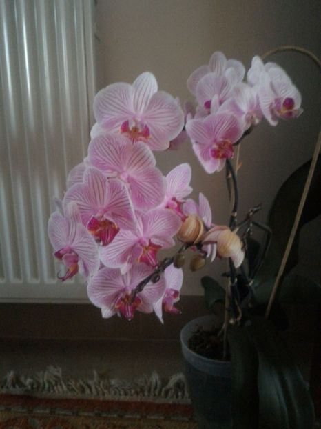 P_20170221_072032_1_p - Orchidee phalaenopsis