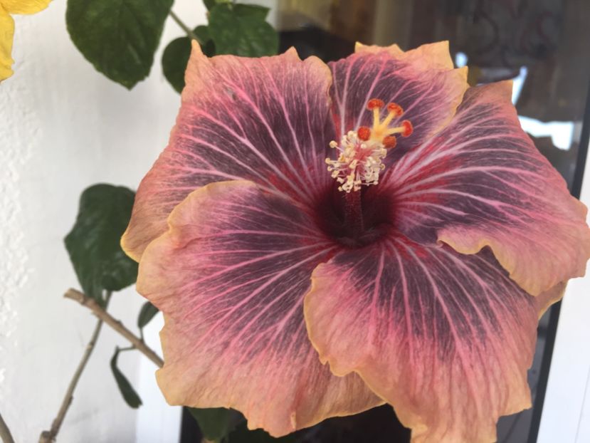 21.02.2017 - Black Rainbow