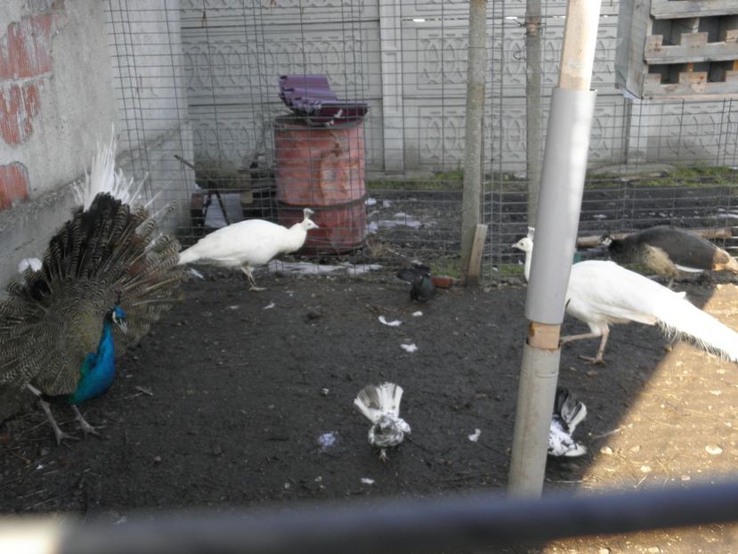 P2210129 - PAUNI ALBI