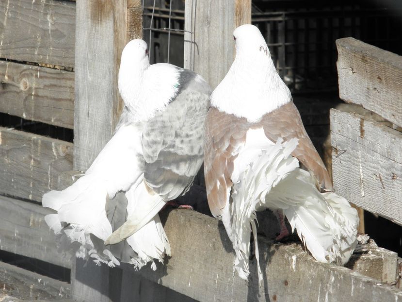 VOLTATI-50 LEI PERECHEA - DE VANZARE