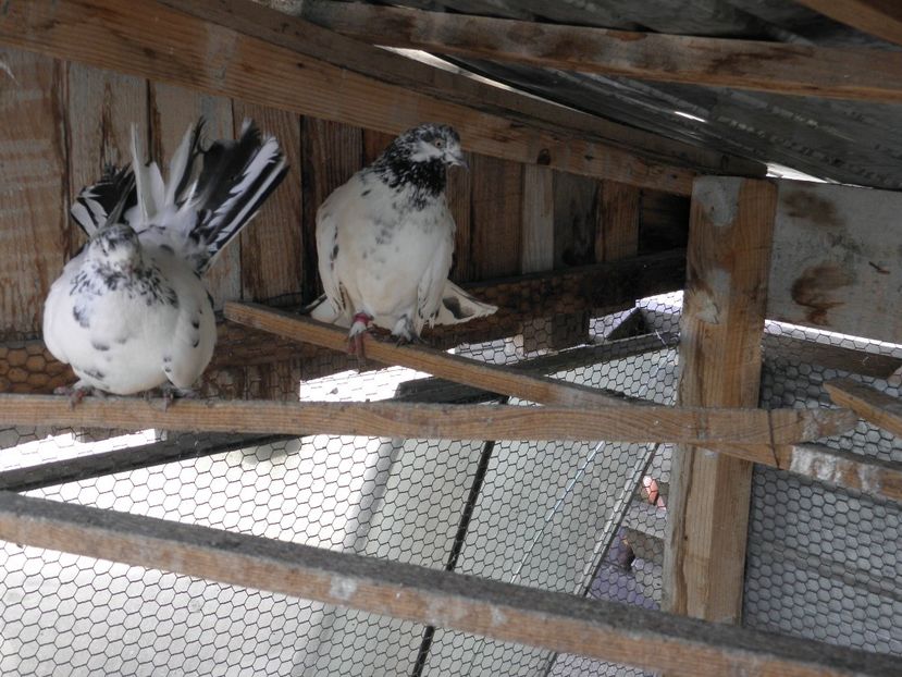 P2210136 - Rolleri de Cluj