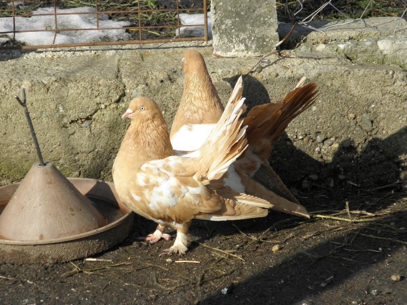 ROLLERI DE CLUJ-80 LEI PERECHEA - DE VANZARE