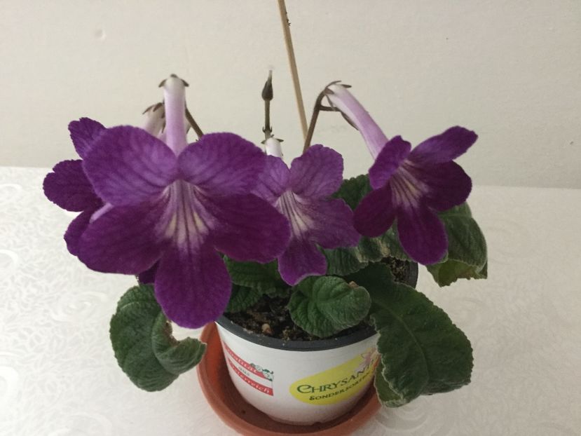  - Streptocarpusi 2017