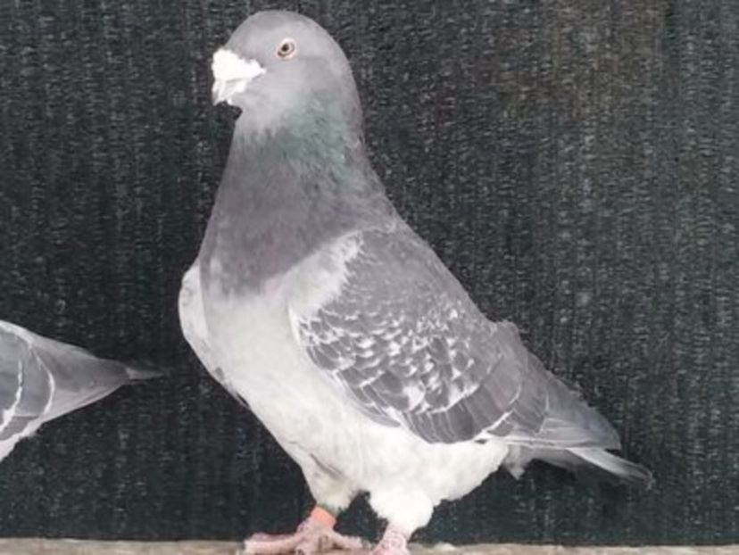 108712572_EOTUNGH[1] - noile achizitii