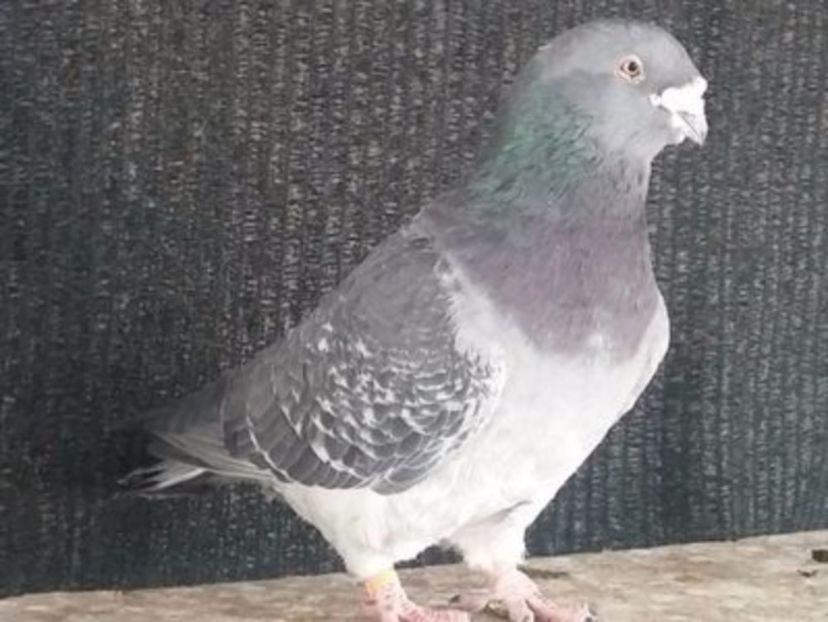 108712573_ZNUPSCQ3[1] - noile achizitii