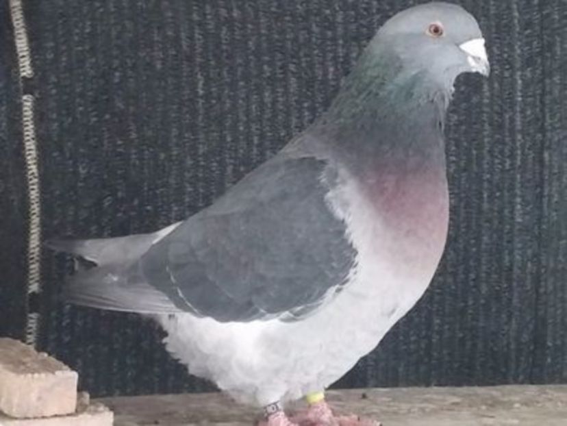 108712612_PTUYKWR3[1] - noile achizitii