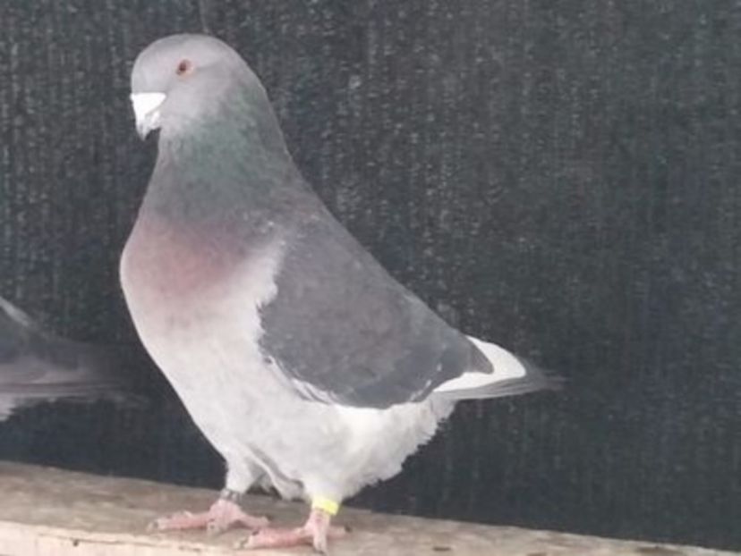 108712613_RWXSTMM[1] - noile achizitii