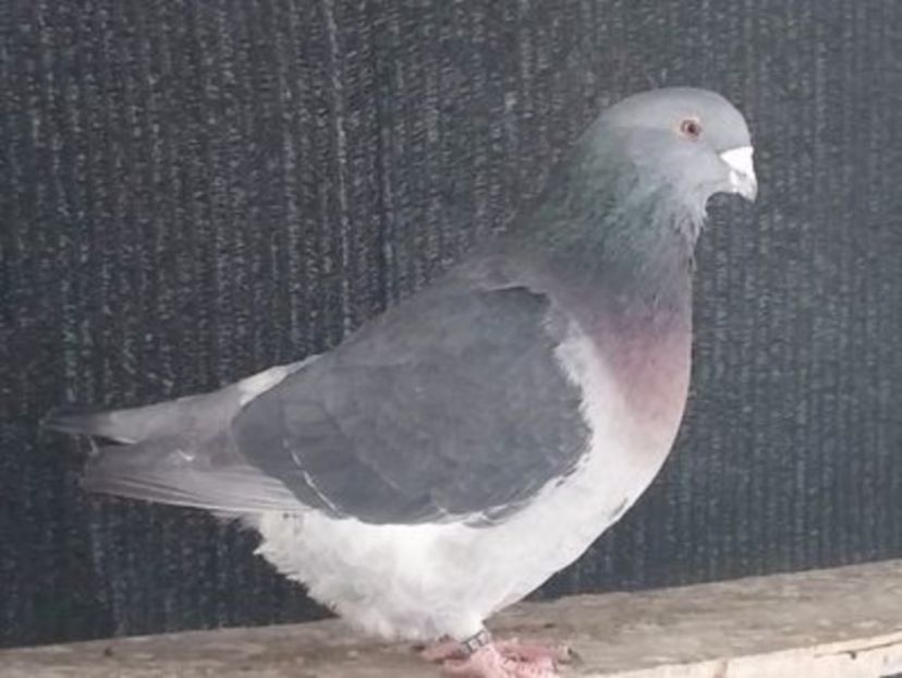 108712614_RAXPHWQ3[1] - noile achizitii