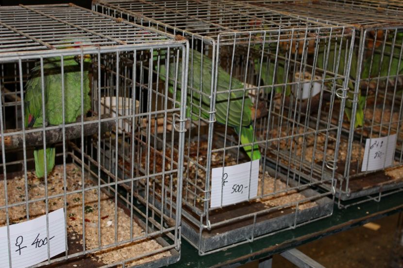  - 1B  Zwolle 2017 Olanda