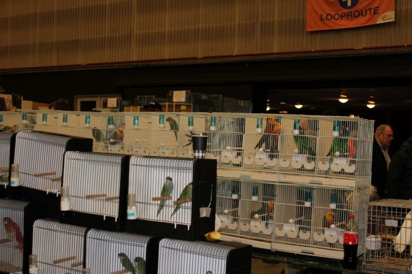  - 1B  Zwolle 2017 Olanda