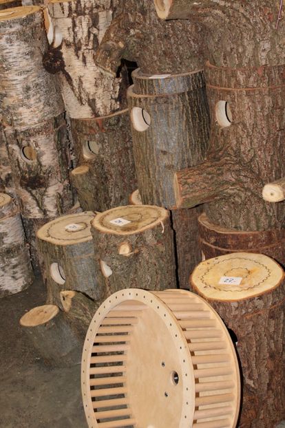  - 1B  Zwolle 2017 Olanda