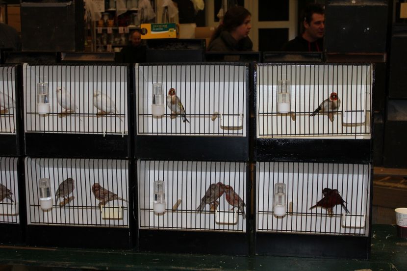  - 1B  Zwolle 2017 Olanda