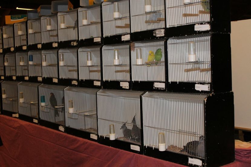  - 1B  Zwolle 2017 Olanda