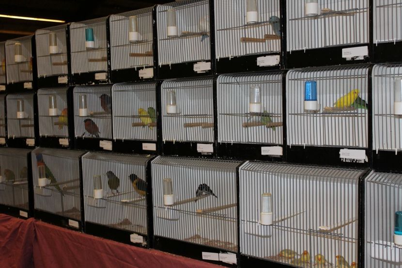  - 1B  Zwolle 2017 Olanda