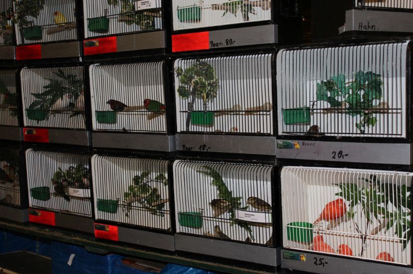  - 1B  Zwolle 2017 Olanda