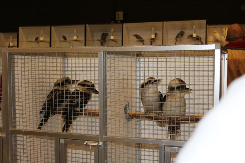  - 1B  Zwolle 2017 Olanda