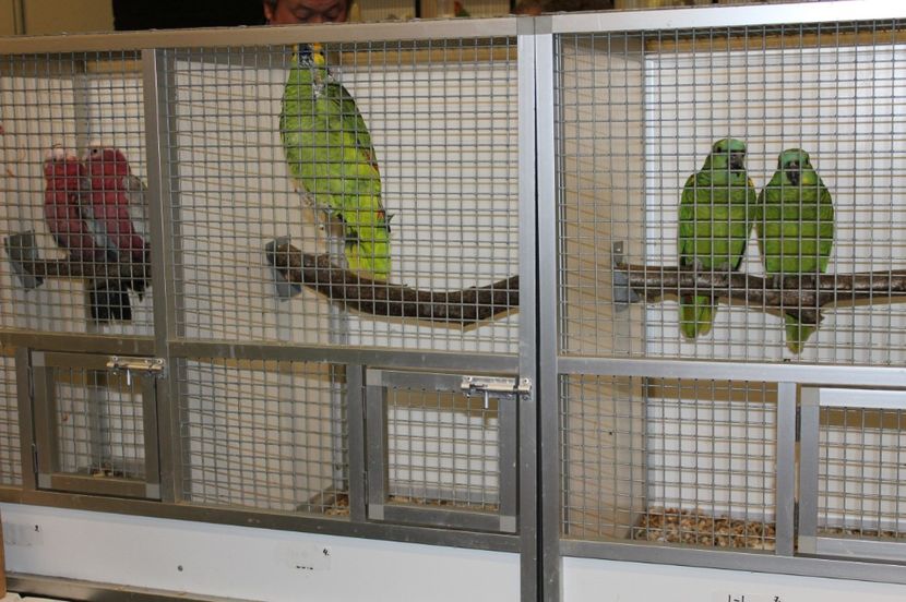  - 1B  Zwolle 2017 Olanda