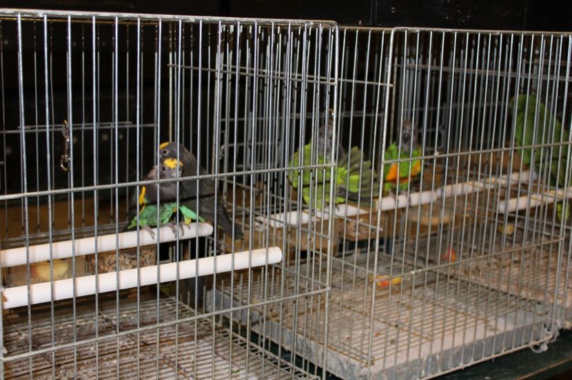  - 1B  Zwolle 2017 Olanda