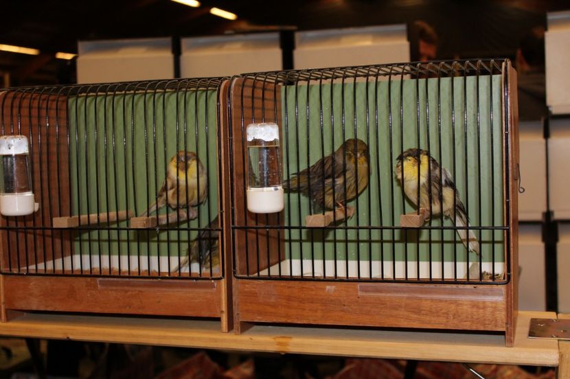  - 1B  Zwolle 2017 Olanda