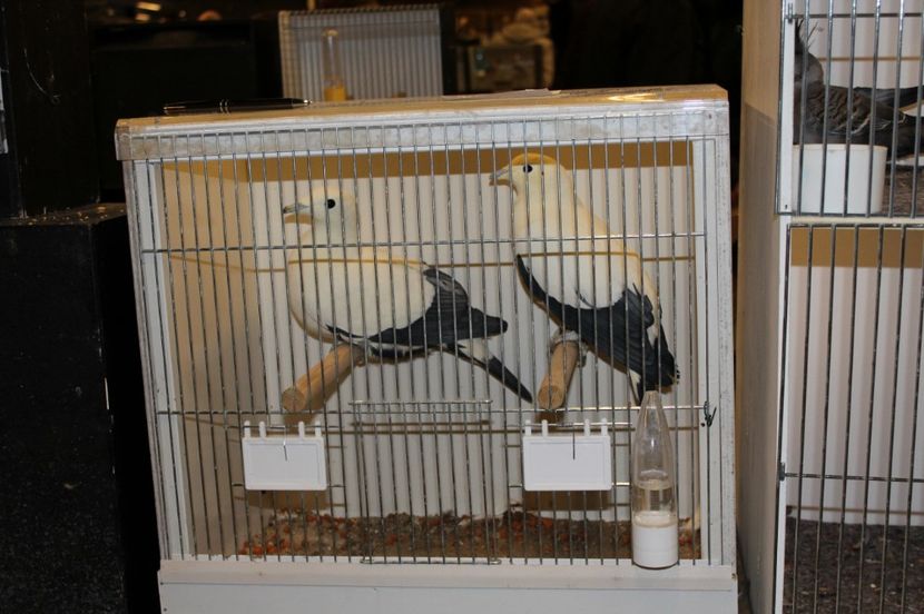  - 1B  Zwolle 2017 Olanda