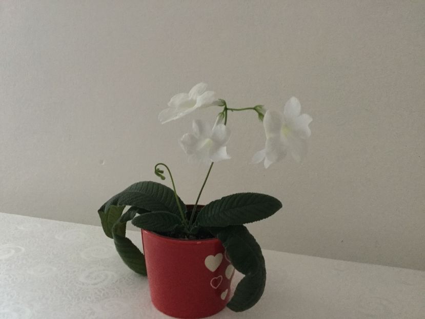  - Streptocarpusi 2017