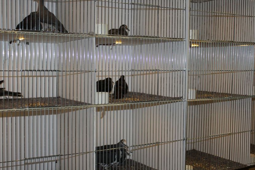  - 1B  Zwolle 2017 Olanda