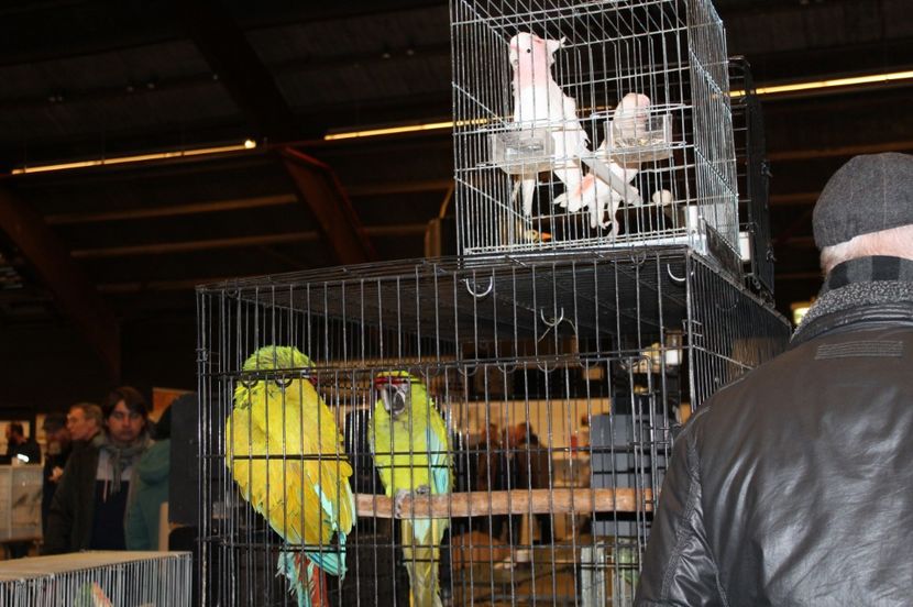  - 1B  Zwolle 2017 Olanda