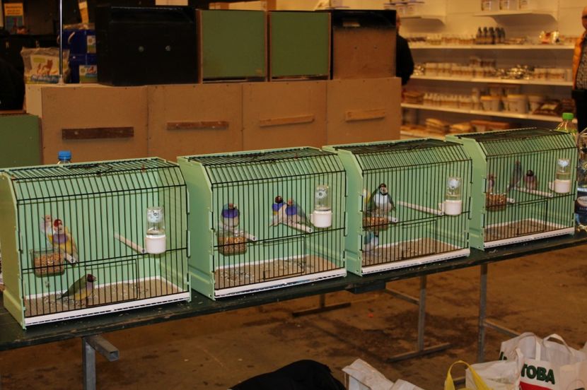  - 1B  Zwolle 2017 Olanda