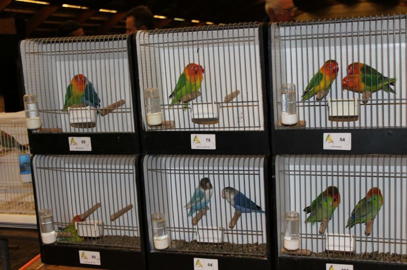  - 1B  Zwolle 2017 Olanda