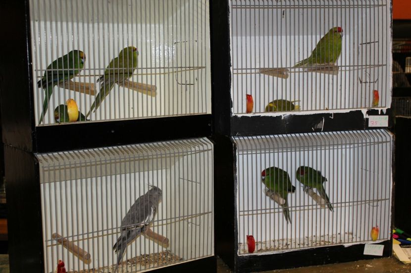  - 1B  Zwolle 2017 Olanda