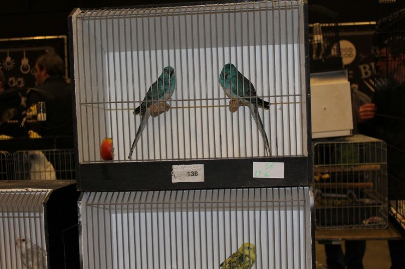  - 1B  Zwolle 2017 Olanda