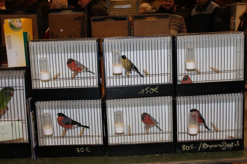  - 1B  Zwolle 2017 Olanda